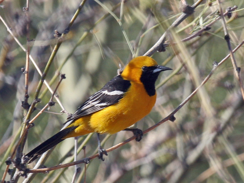 IMG_3196a Hooded Oriole.jpg