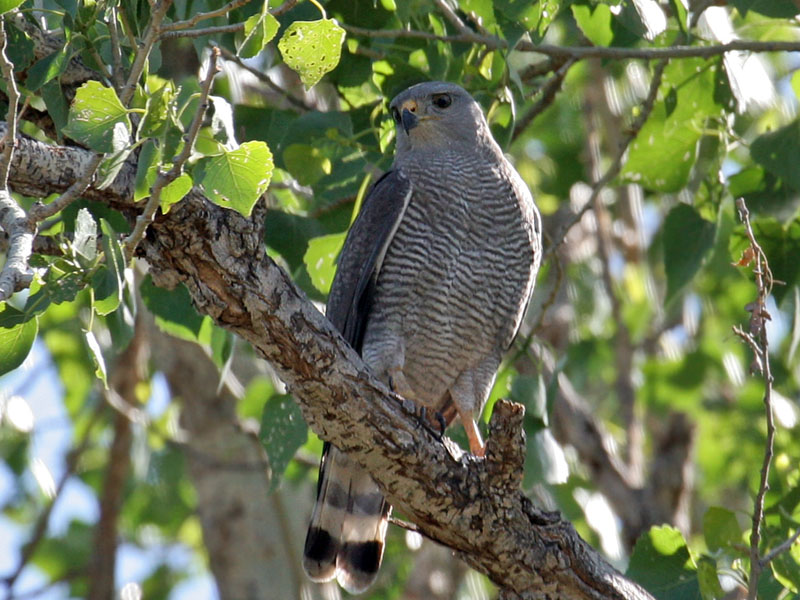IMG_2852 Gray Hawk.jpg