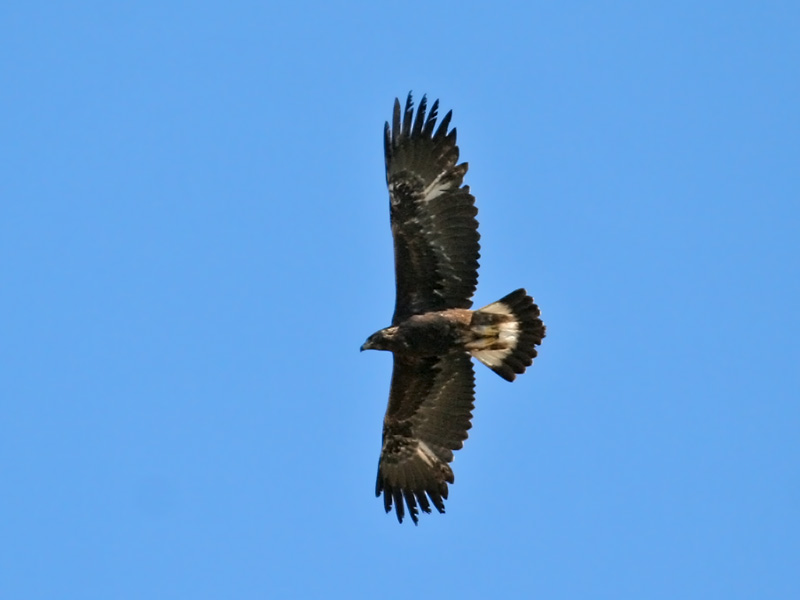 IMG_3903a Golden Eagle.jpg