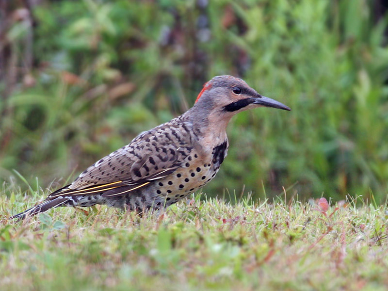 IMG_5342 Northern Flicker - yellow shafted male.jpg