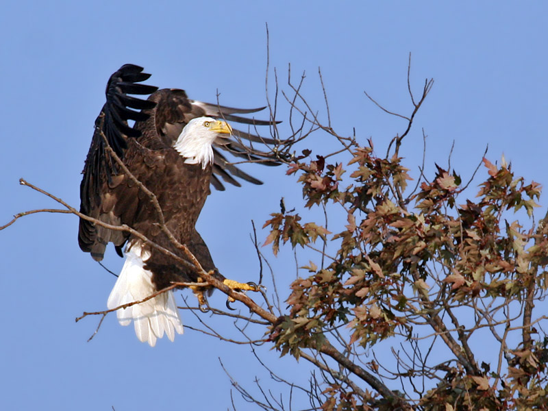 IMG_6956 Bald Eagle.jpg