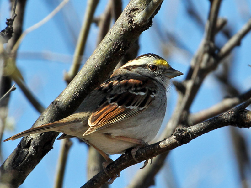 IMG_7363 White-throated Sparrow.jpg