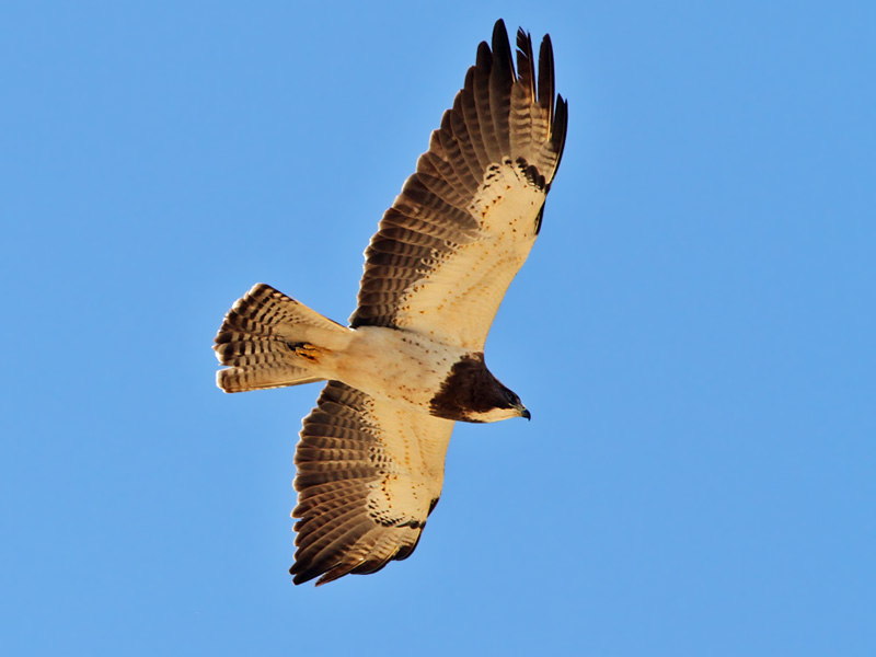 IMG_9481 Swainsons Hawk.jpg