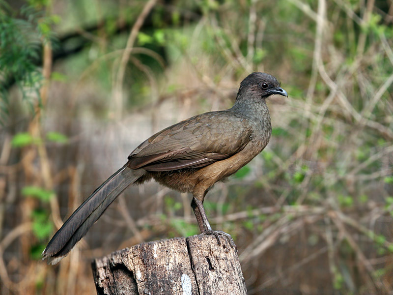 IMG_0740 Plain Chachalaca.jpg