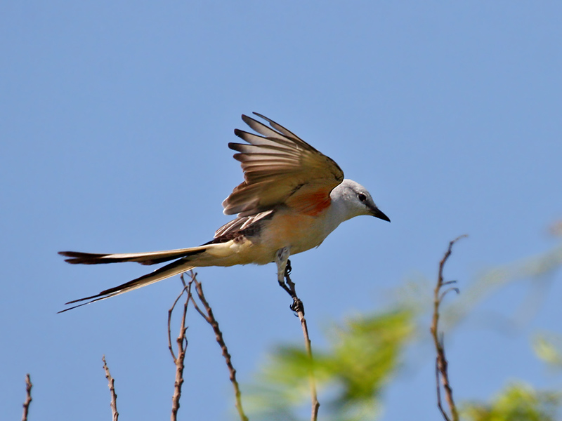 IMG_2265 Scissor-tailed Flycatcher.jpg