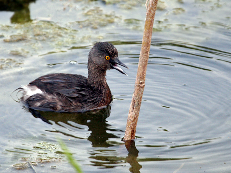 IMG_2584 Least Grebe.jpg