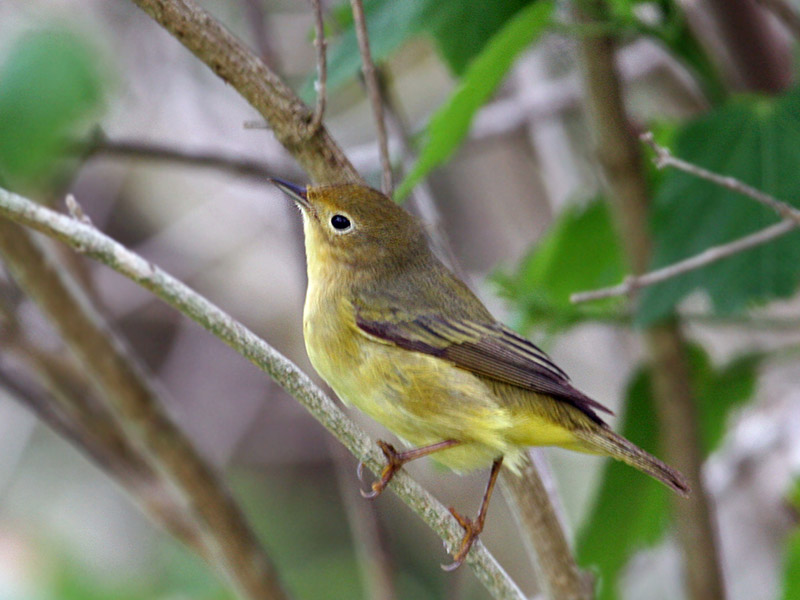 IMG_1992  Mangrove Yellow Warbler.jpg