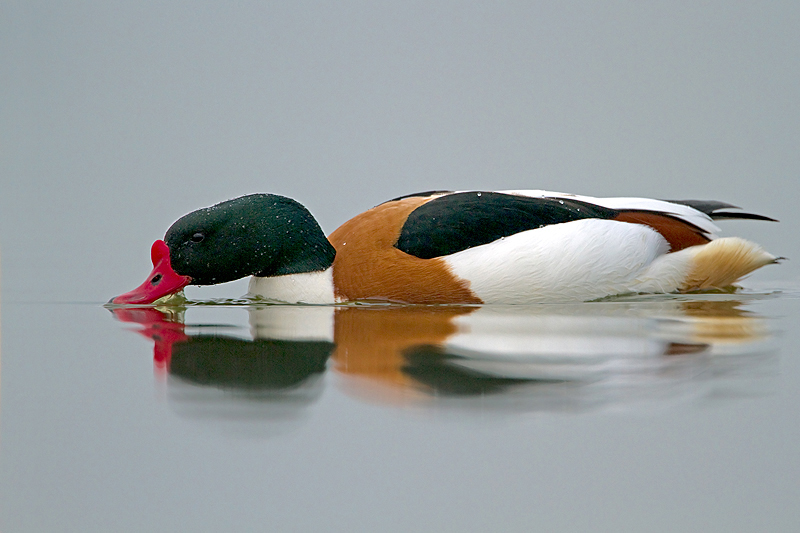 Bergeend/Shelduck