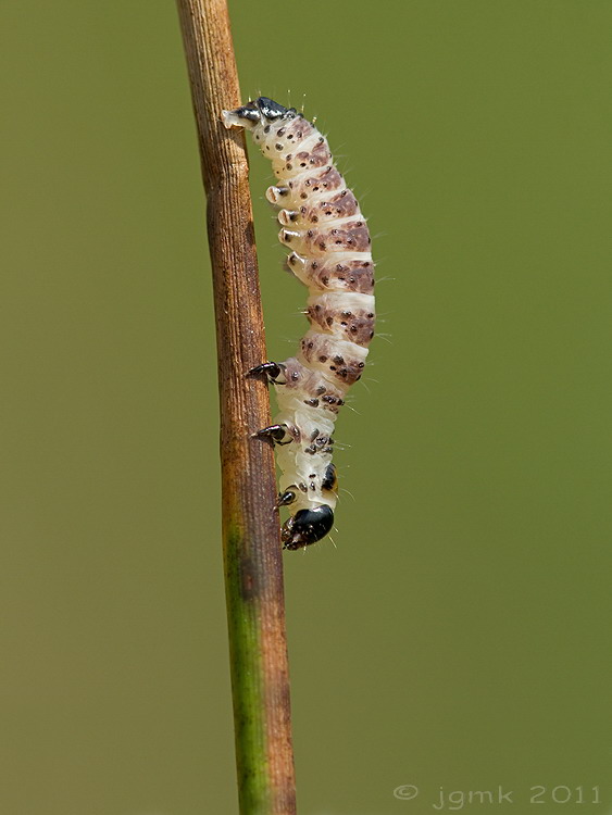 Egale rietboorder/Arenostola phragmitidis