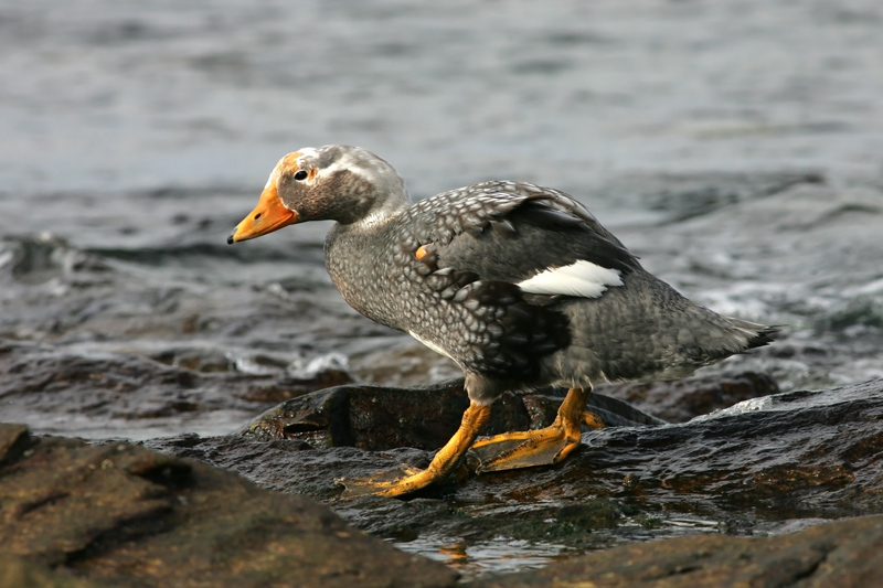 Falkland Steamer duck, Falklands