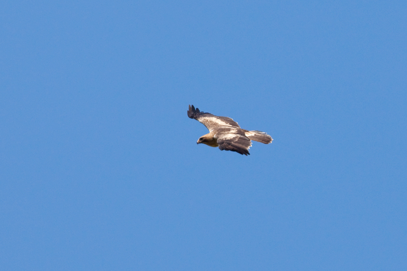 booted eagle IMG_8510.jpg
