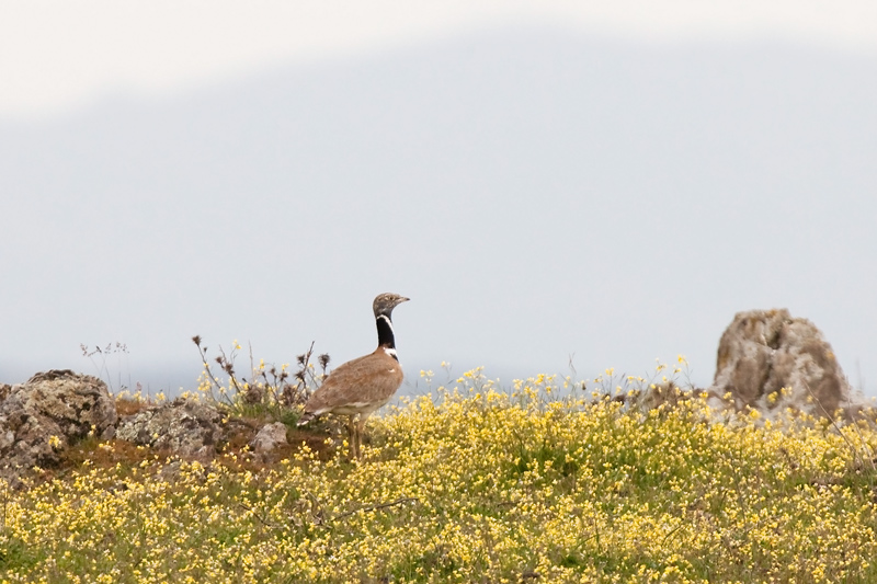 little bustard IMG_9409.jpg