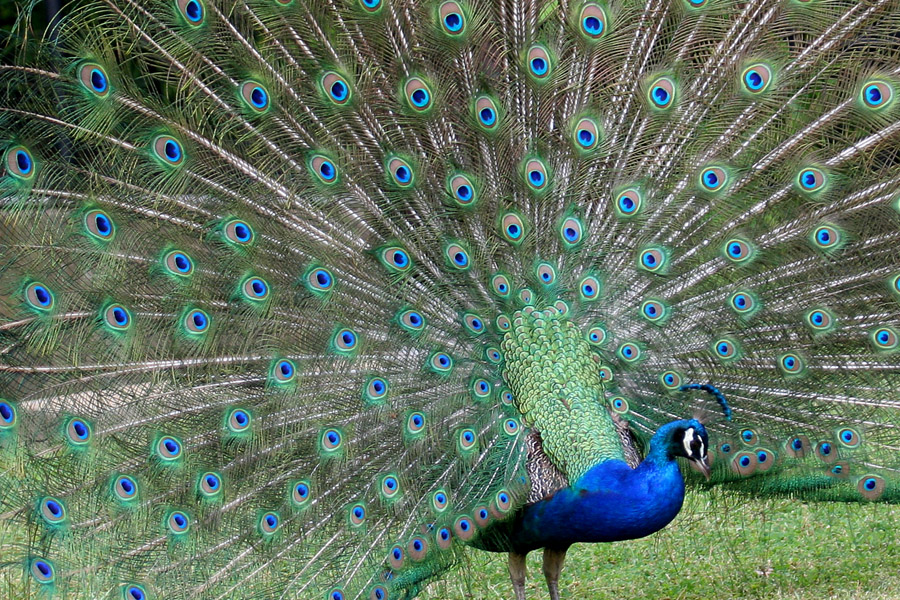 Peacock