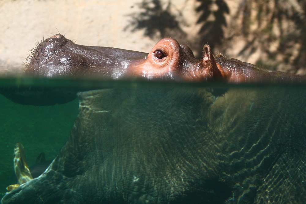 hippo