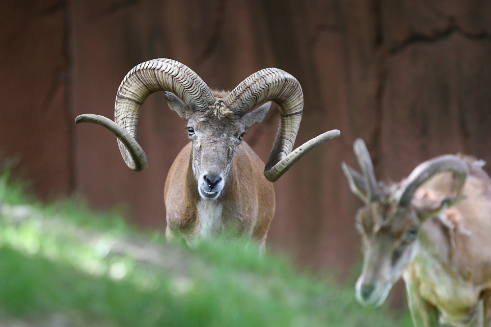 Transcaspian Urial