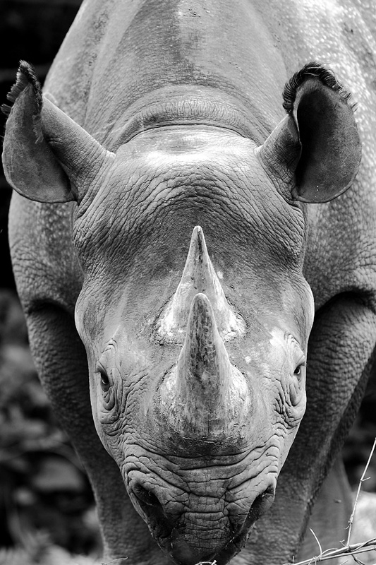 The Rhinos buisness end