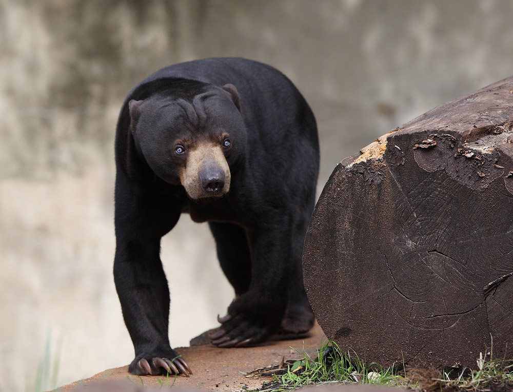 Malaysian Sun Bear