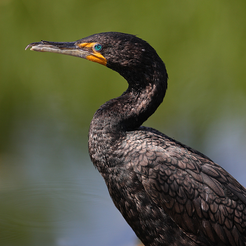 Cormorant