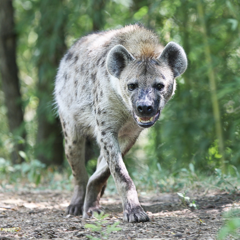 Hyena