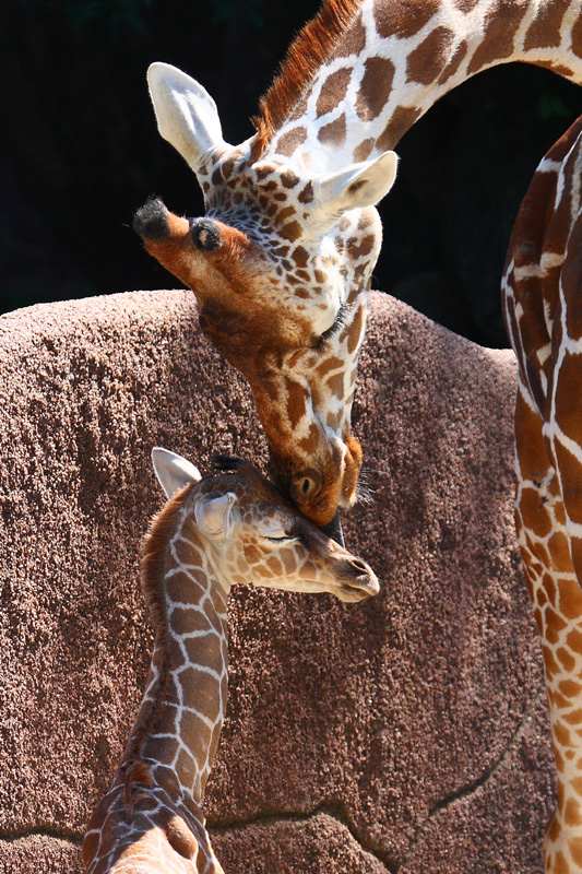 Mother Giraffe with her one day old baby