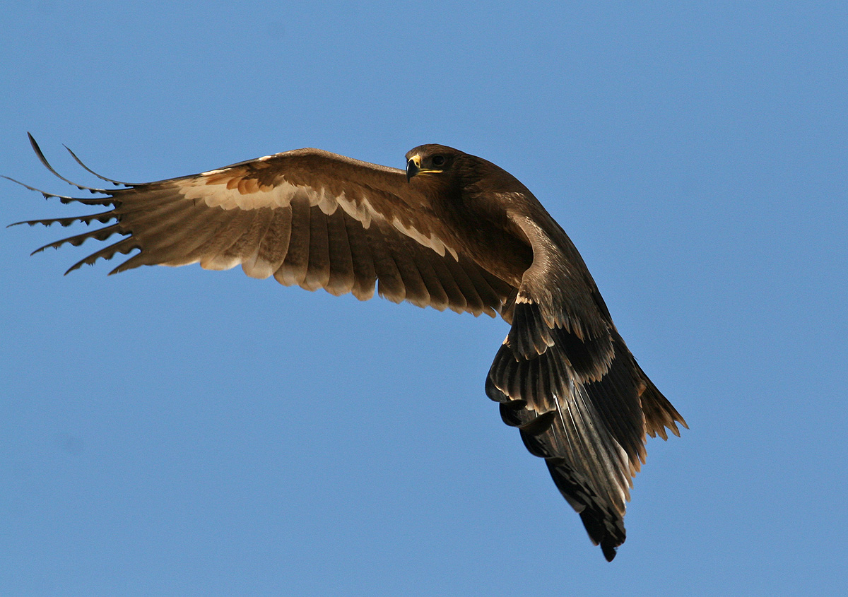 Steppe Eagle (Aquila nipalensis)