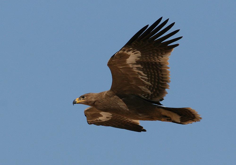 Steppe Eagle (Aquila nipalensis)