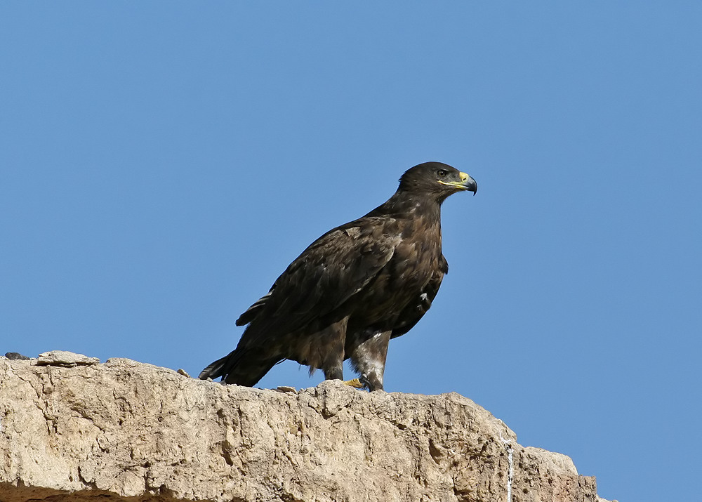Steppe Eagle (Aquila nipalensis)