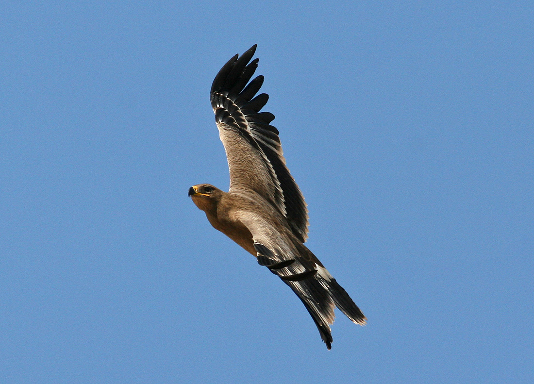 Steppe Eagle (Aquila nipalensis)