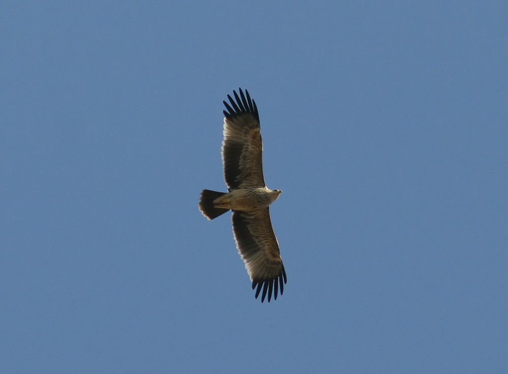 Asian Imperial Eagle (Aquila heliaca)
