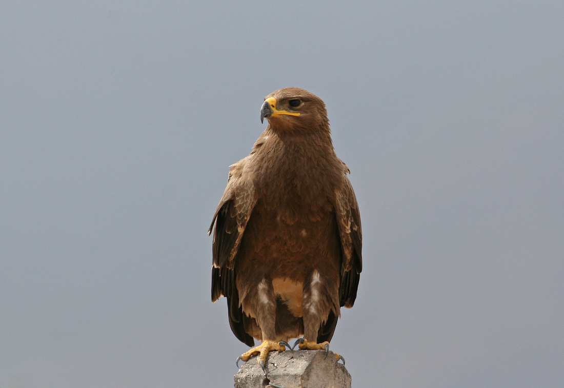 Steppe Eagle (Aquila nipalensis)