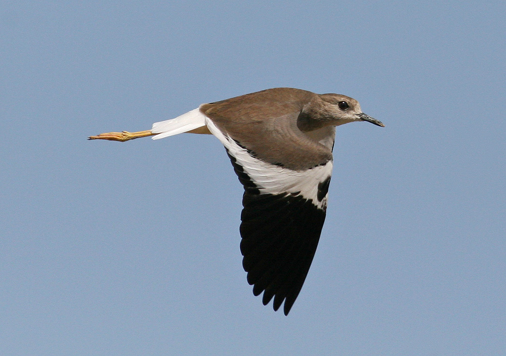 White-tailed Plover (Vanellus leucurus)