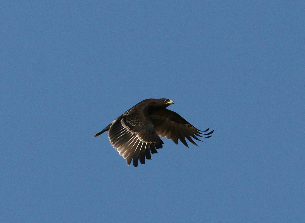Greater Spotted Eagle (Aguila clanga)