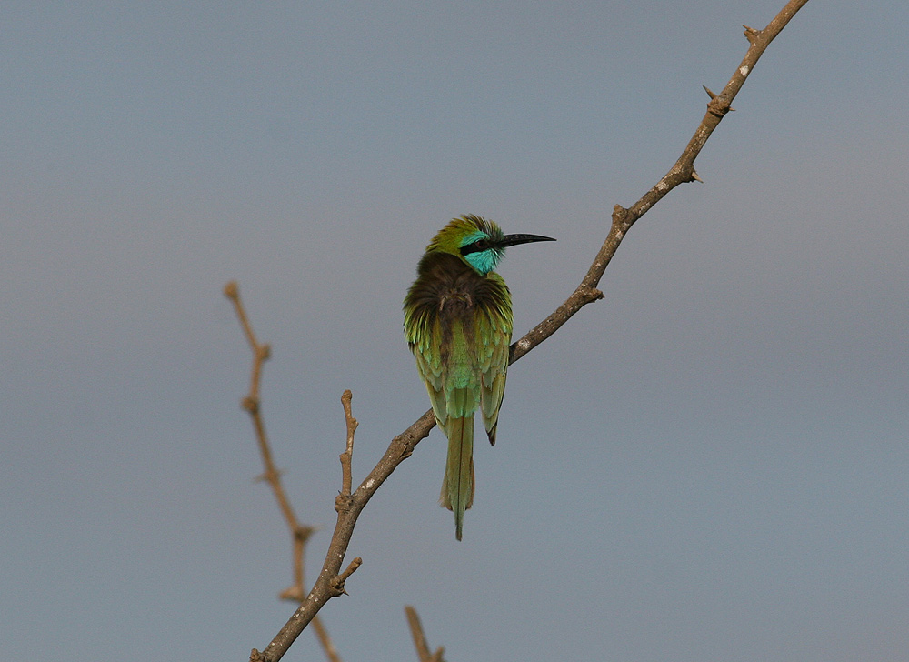 Little Green Bee-eater (Merops orientalis)