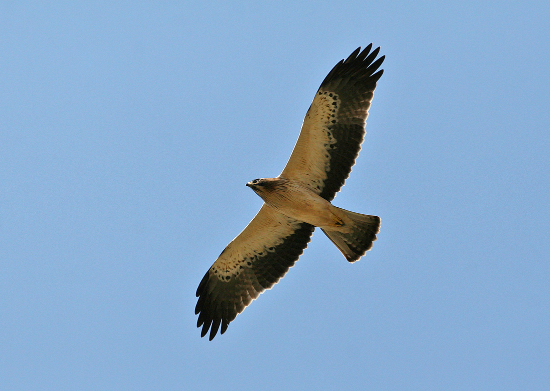 Booted Eagle (Hireaaetus pennatus)