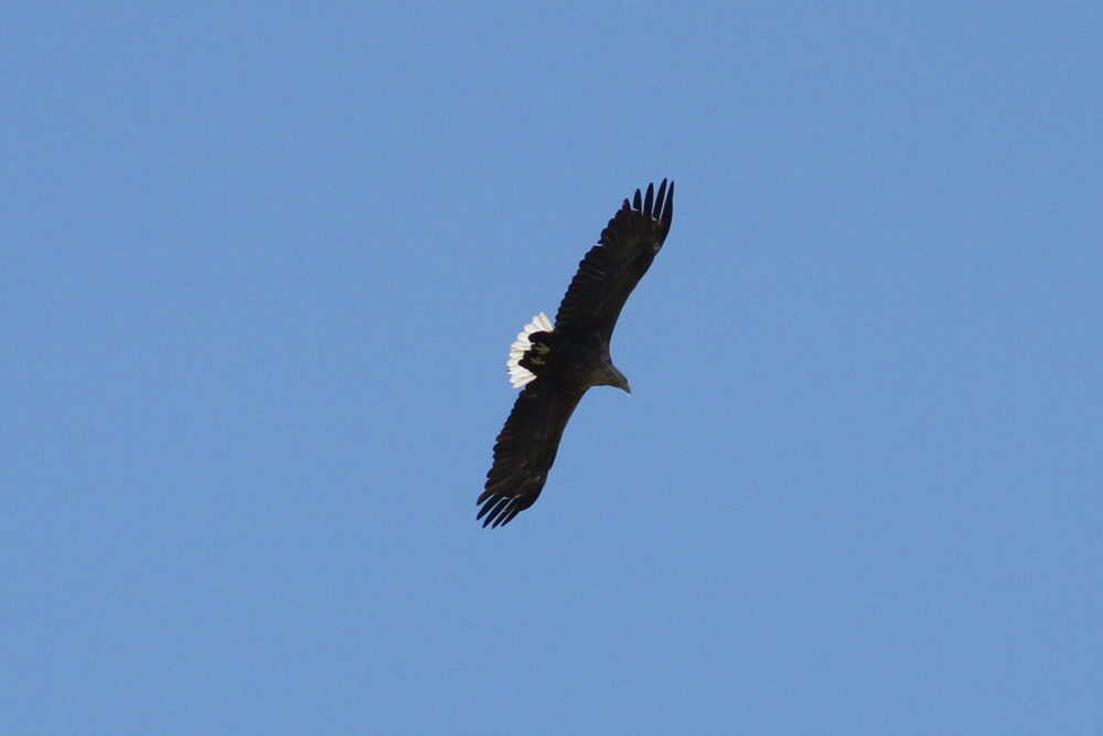 White-tailed Eagle (Haliaeetus albicilla)