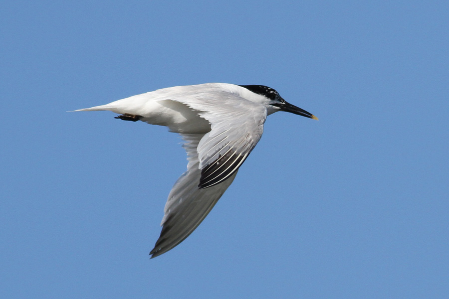 Sandwich Tern (Thalasseus sandvicensis) - kentsk trna