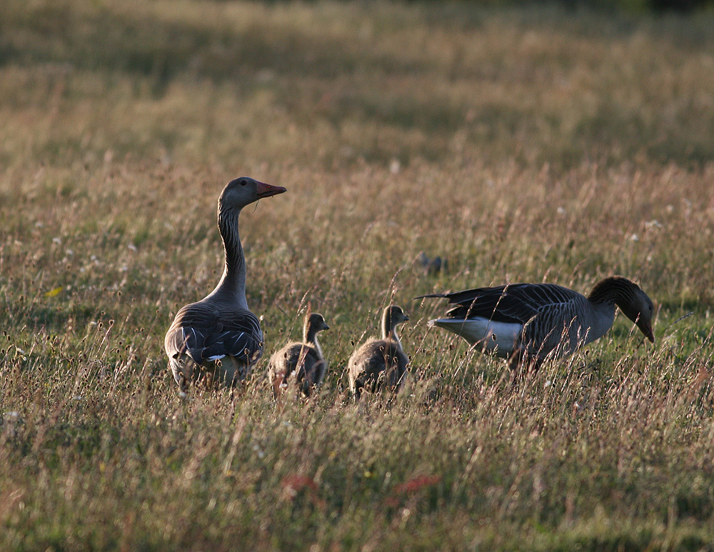 Greylag Goose (Anser anser) - grgs