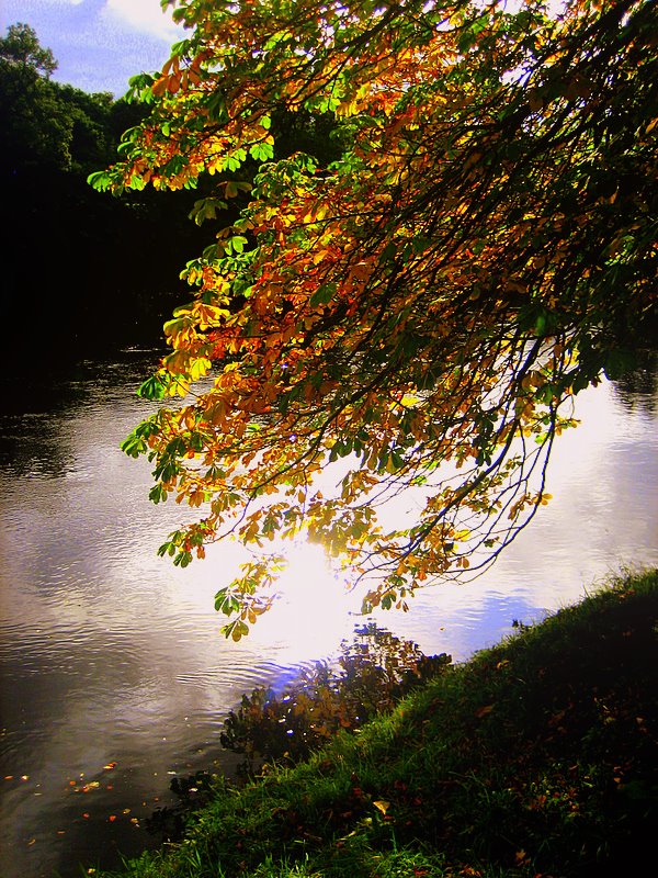 First Autumn tints on the River Tay