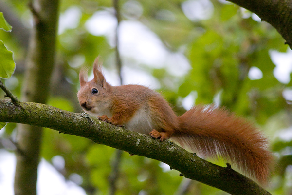 Red Squirrel juv- Egern  - Sciurus vulgaris