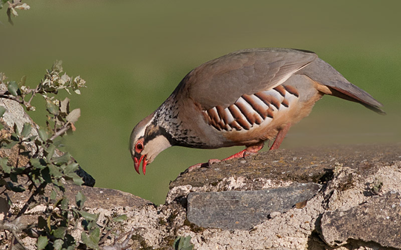 Red-legged Partridge - Rdhne - Alectoris rufa