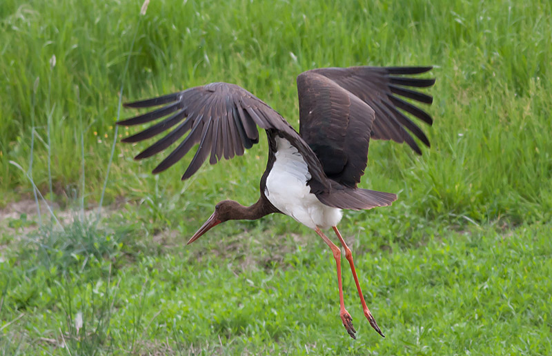 Black stork - Sort Stork - Ciconia nigra