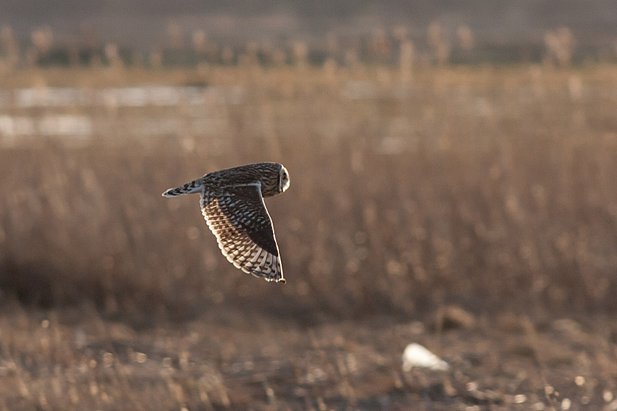 Short-eared Owl - Asio Flammeus- Mosehornugle -