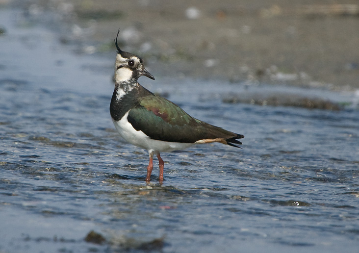 Lapwing - Vibe - Vanellus vanellus