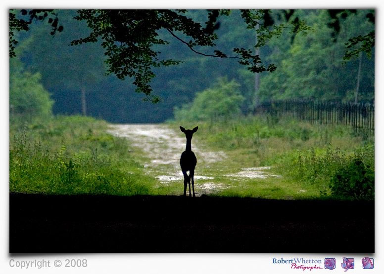 Deer.jpg