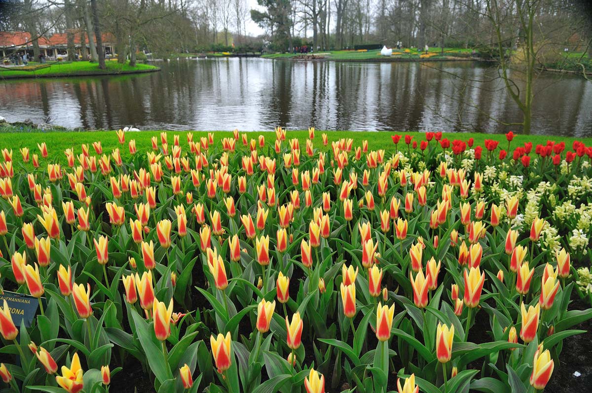 keukenhof(2010)