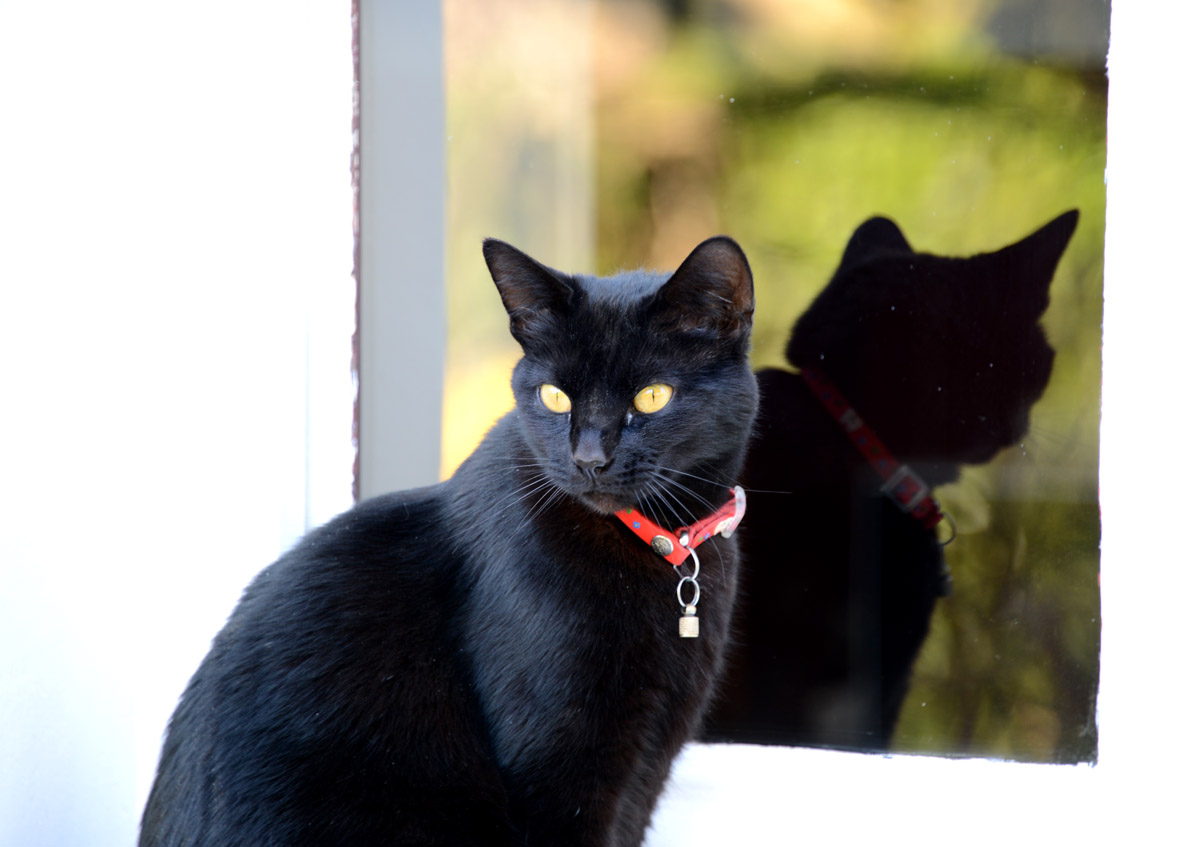 chat noir au D800