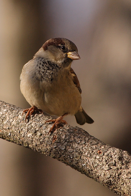 house sparrow 034.jpg