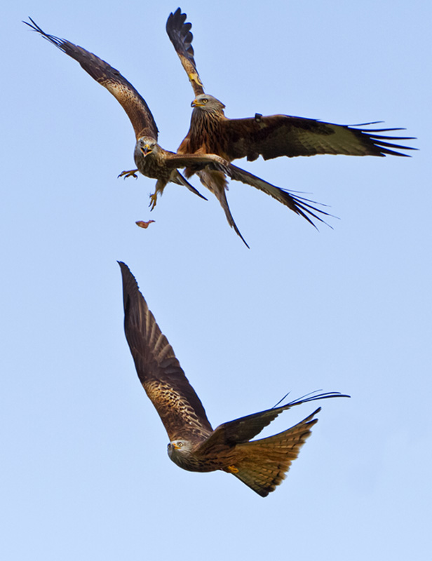Duelling Kites