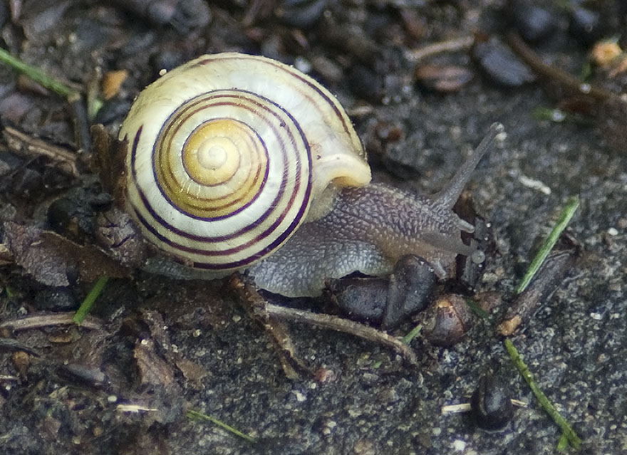 snail.jpg