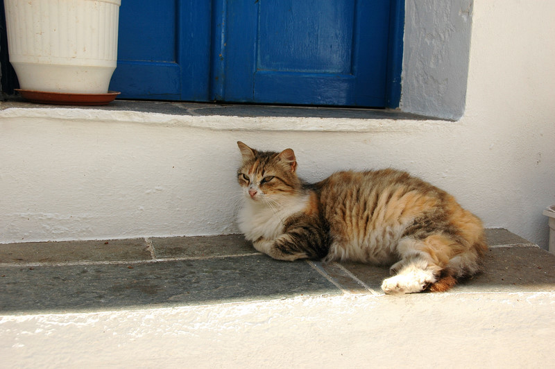 Cats of Folegandros - 5